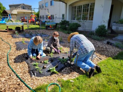 Planting the vegetable garden